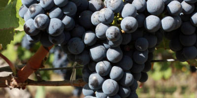 Vând Cabernet Sauvignon (struguri de vin) – Calitate Premium