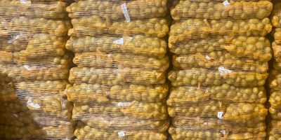 Patatas Agria, lavadas/sin lavar, origen Holanda. Envase: sacos de