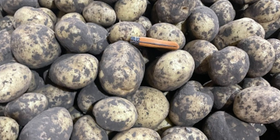 Patatas Agria, lavadas/sin lavar, origen Holanda. Envase: sacos de