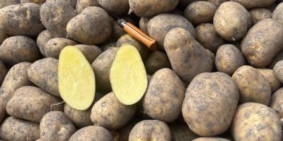 Patatas Agria, lavadas/sin lavar, origen Holanda. Envase: sacos de