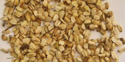 Hola, vendo semillas de angélica (Angelica archangelica) cosechadas a