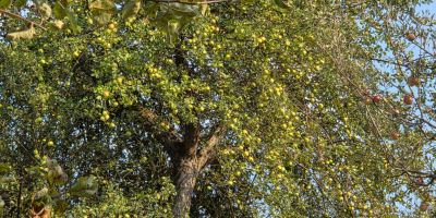 Manzanas en venta del huerto de Detalu. Para más