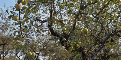 Manzanas en venta del huerto de Detalu. Para más