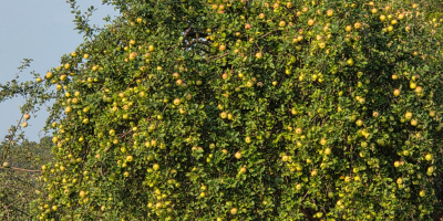 Manzanas en venta del huerto de Detalu. Para más