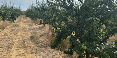 Vendo 150 toneladas de ciruelas de la variedad Stanley.