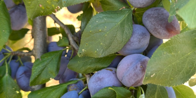 Vendo 150 toneladas de ciruelas de la variedad Stanley.