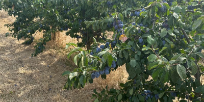 Vendo 150 toneladas de ciruelas de la variedad Stanley.
