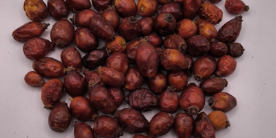 Ofrecemos escaramujos en diferentes presentaciones: enteros, con cáscara y