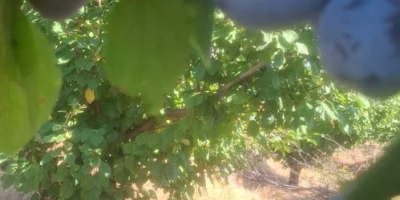 Vendo ciruelas Stanley al por mayor. Para más detalles,