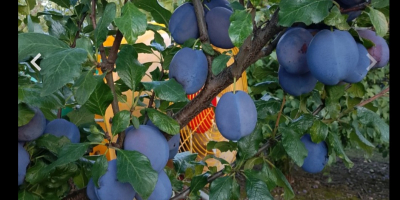 Venderé ciruelas hagante