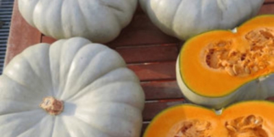 Vendemos diversas variedades de calabaza con nuez moscada. Muscat