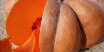 Vendemos diversas variedades de calabaza con nuez moscada. Muscat