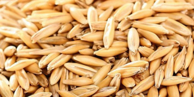 Cosecha 2026 de avena orgánica. Actualmente disponible en sacos