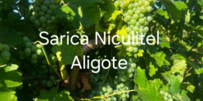 Uvas a la venta procedentes del viñedo Sarica Niculițel.