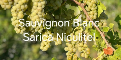Uvas a la venta procedentes del viñedo Sarica Niculițel.