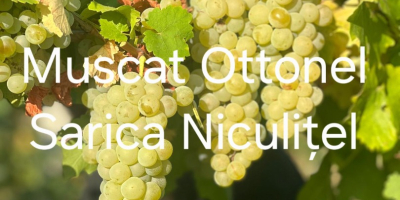 Uvas a la venta procedentes del viñedo Sarica Niculițel.