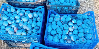 Ciruelas pasas de la variedad "Stanley", cultivadas mediante métodos