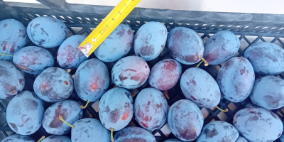 Ciruelas pasas de la variedad "Stanley", cultivadas mediante métodos