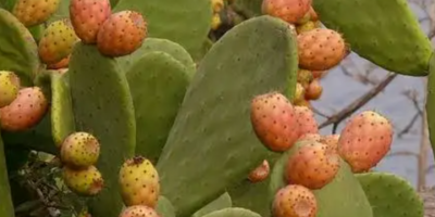 Higos chumbos sin espinas en cestas de 1 kg.