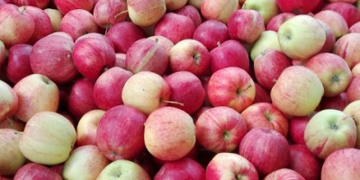 Venderé manzanas, gala, jonaprince rojo a rayas, directamente del