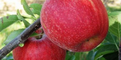Venderé manzanas, gala, jonaprince rojo a rayas, directamente del
