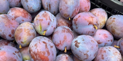 CIRUELAS PRESIDENT – 20–30 TONELADAS – RUMANIA Ciruelas President