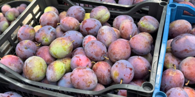 CIRUELAS PRESIDENT – 20–30 TONELADAS – RUMANIA Ciruelas President