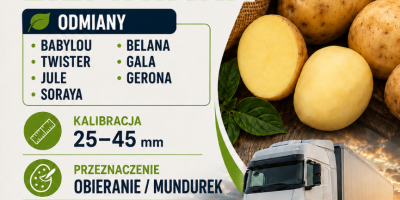 Compraré patatas de entre 25 y 45 mm. Variedades: