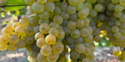 ¡Es tiempo de cosecha! Vendemos uvas Fetească Regală de
