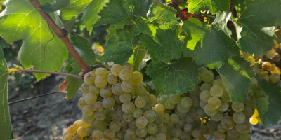 ¡Es tiempo de cosecha! Vendemos uvas Fetească Regală de