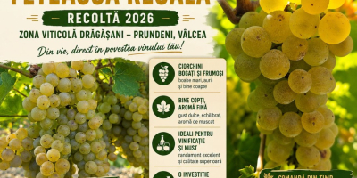 ¡Es tiempo de cosecha! Vendemos uvas Fetească Regală de
