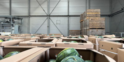 Venderé sandías en cajas de cartón, en cantidades para