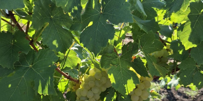 Vendo uvas de la variedad Moscatel Ottonel, plantación del