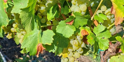 Vendo uvas de la variedad Moscatel Ottonel, plantación del