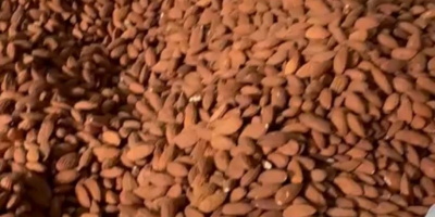 Buenos días. Ofrezco venta al por mayor de almendras