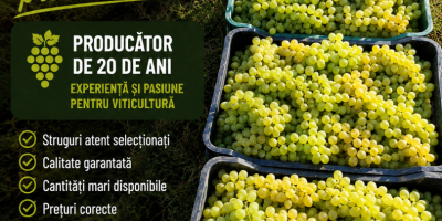 Uvas para vino y uvas de mesa, directamente del