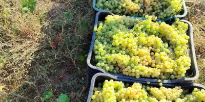 Uvas para vino y uvas de mesa, directamente del