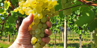 Uvas para vino y uvas de mesa, directamente del