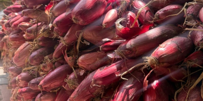 Cebolla roja de agua +[teléfono] Precio negociable según la