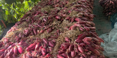 Cebolla roja de agua +[teléfono] Precio negociable según la