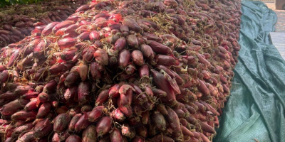 Cebolla roja de agua +[teléfono] Precio negociable según la
