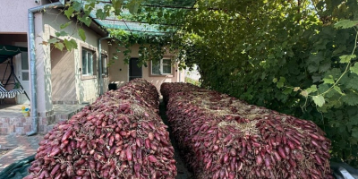 Cebolla roja de agua +[teléfono] Precio negociable según la