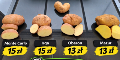 Hola, vendo patatas Irga, de 4 cm en adelante.