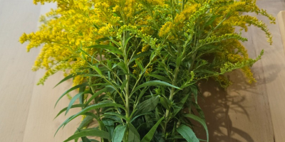 Hola, vendo vara de oro canadiense seca, solo en