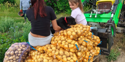 Vendo papas Denar, Vineta y Lily. Precio a convenir.