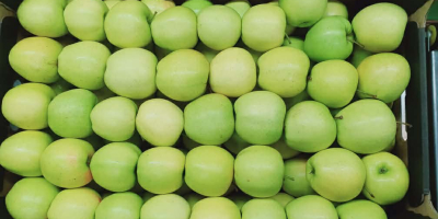 Vendemos manzanas Gala Golden Pinova Jonaprince Jonagored Idared Najdared