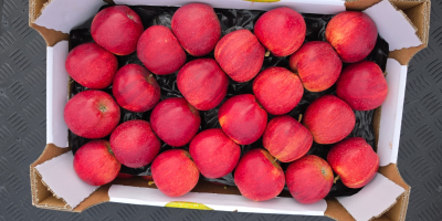 Vendemos manzanas Gala Golden Pinova Jonaprince Jonagored Idared Najdared