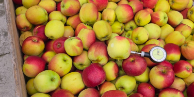 Vendemos manzanas Gala Golden Pinova Jonaprince Jonagored Idared Najdared