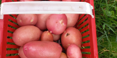 Tengo papas orgánicas certificadas de las variedades Queen Anne,