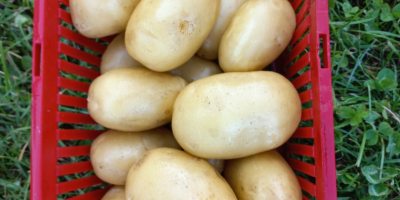 Tengo papas orgánicas certificadas de las variedades Queen Anne,
